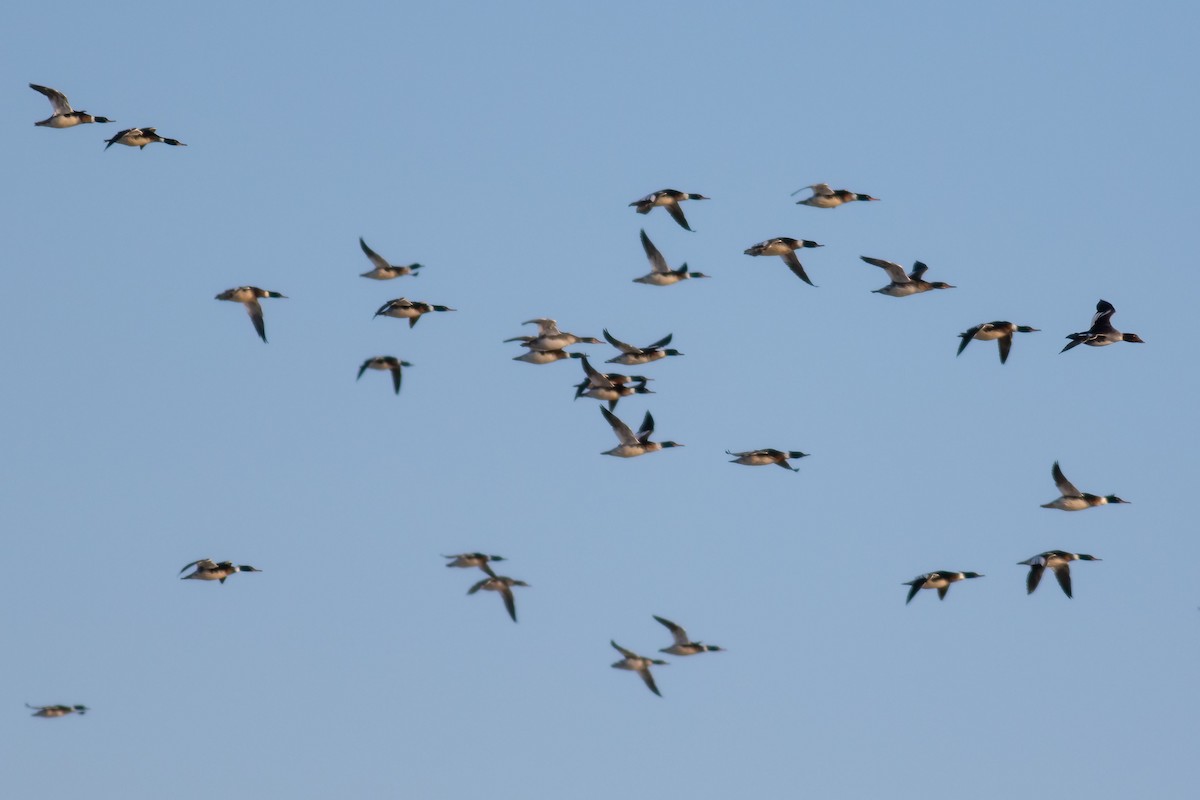 Smergo minore - ML648884372