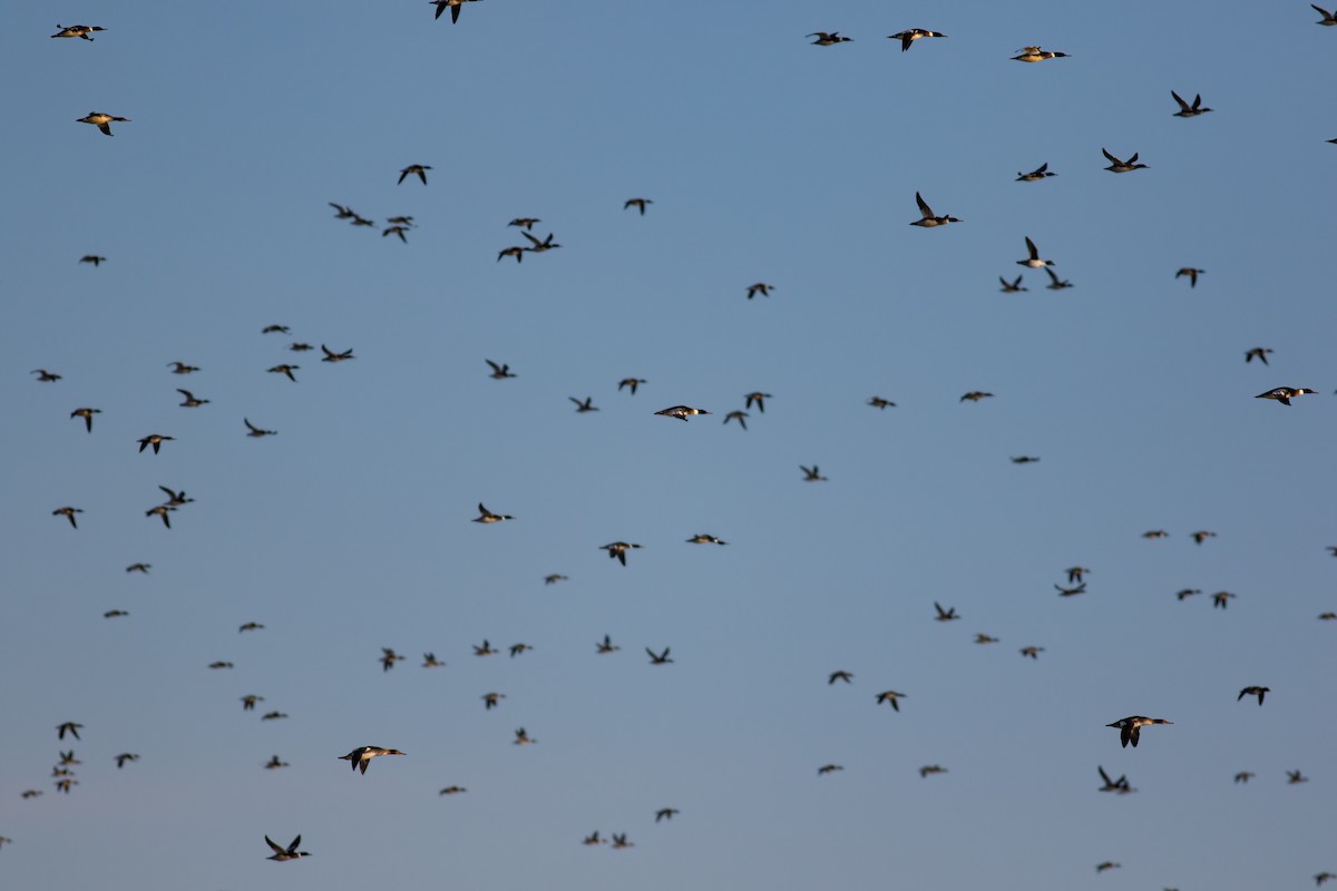 Smergo minore - ML648884373