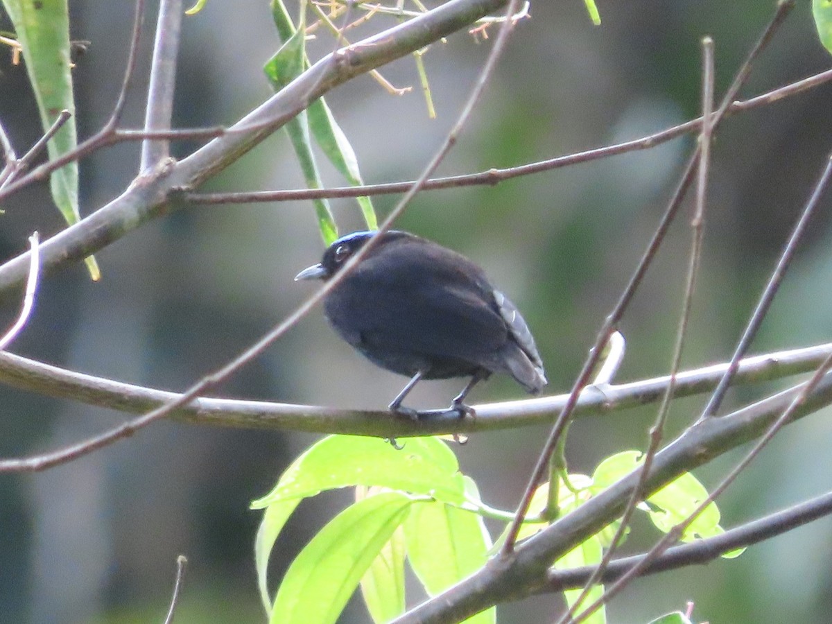 Velvety Manakin - ML648884382