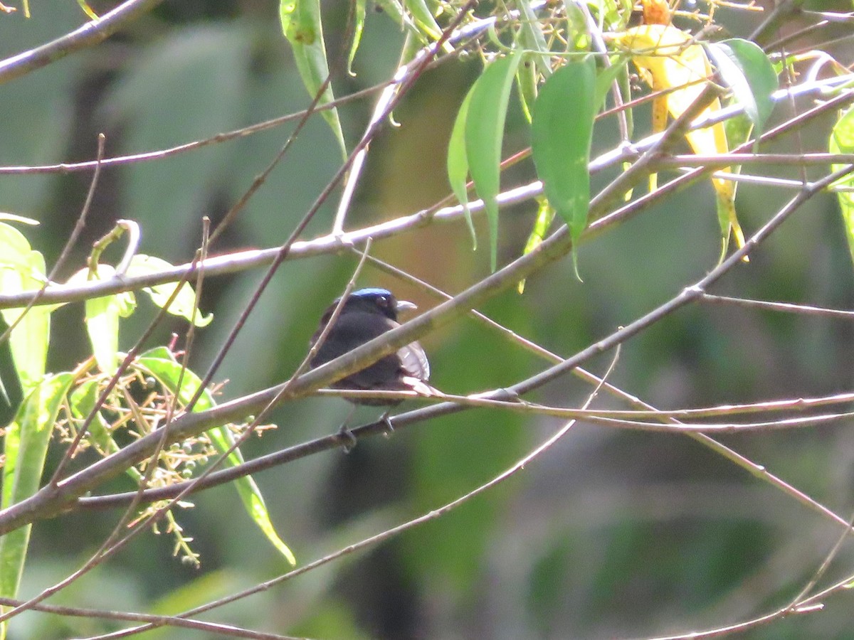 Velvety Manakin - ML648884383