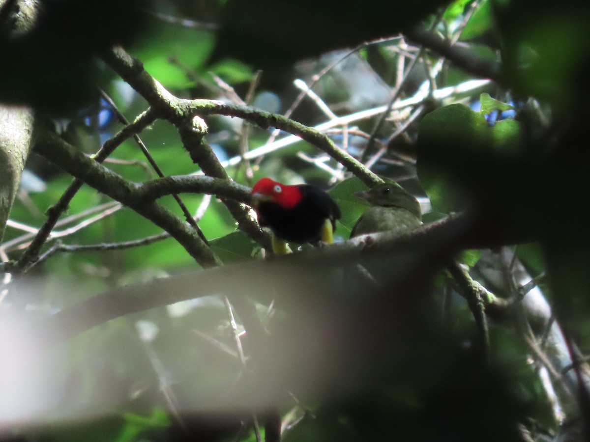 Red-capped Manakin - ML648884385