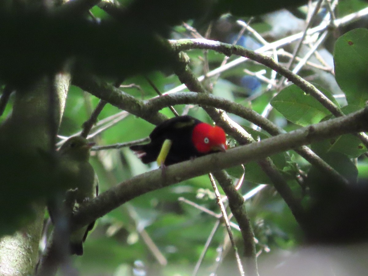 Red-capped Manakin - ML648884386