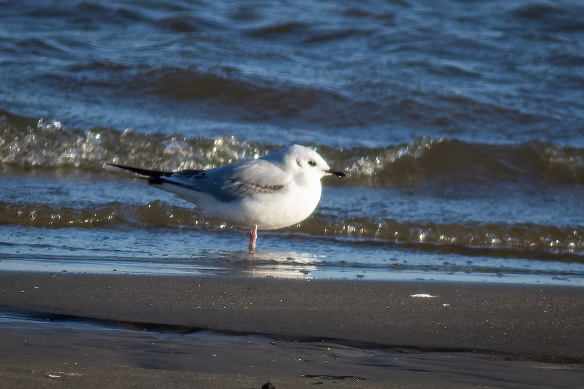 Gabbiano di Bonaparte - ML648884390