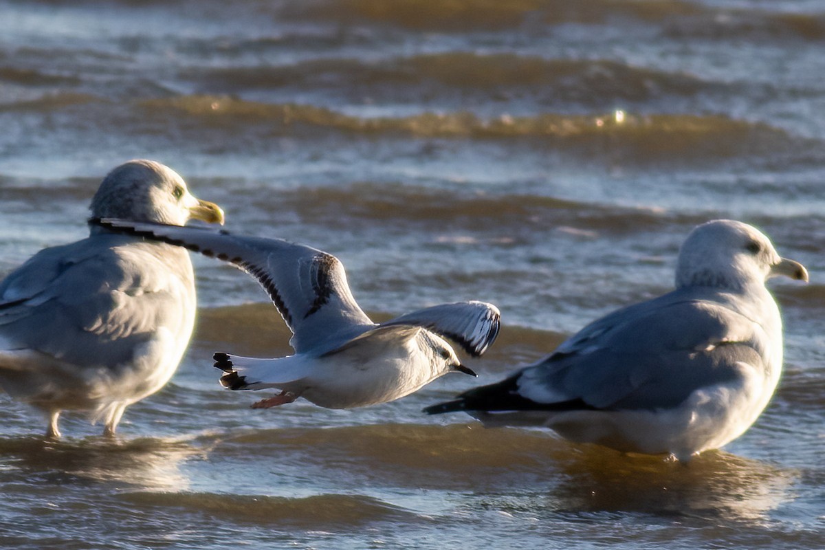 Gabbiano di Bonaparte - ML648884391