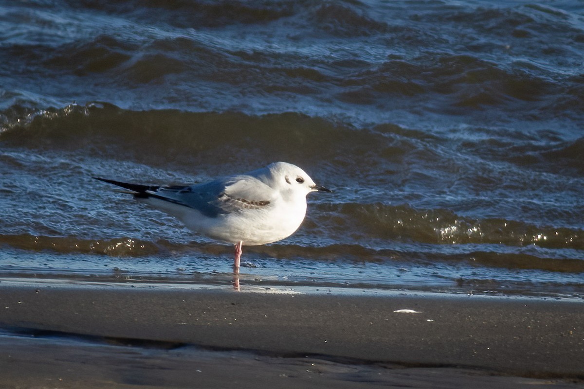 Gabbiano di Bonaparte - ML648884392