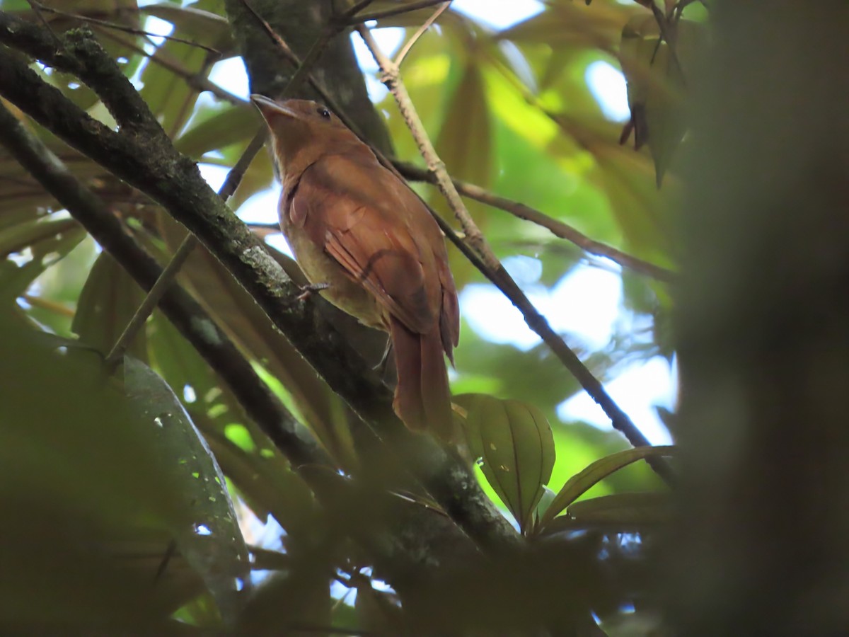 Rufous Piha - ML648884393