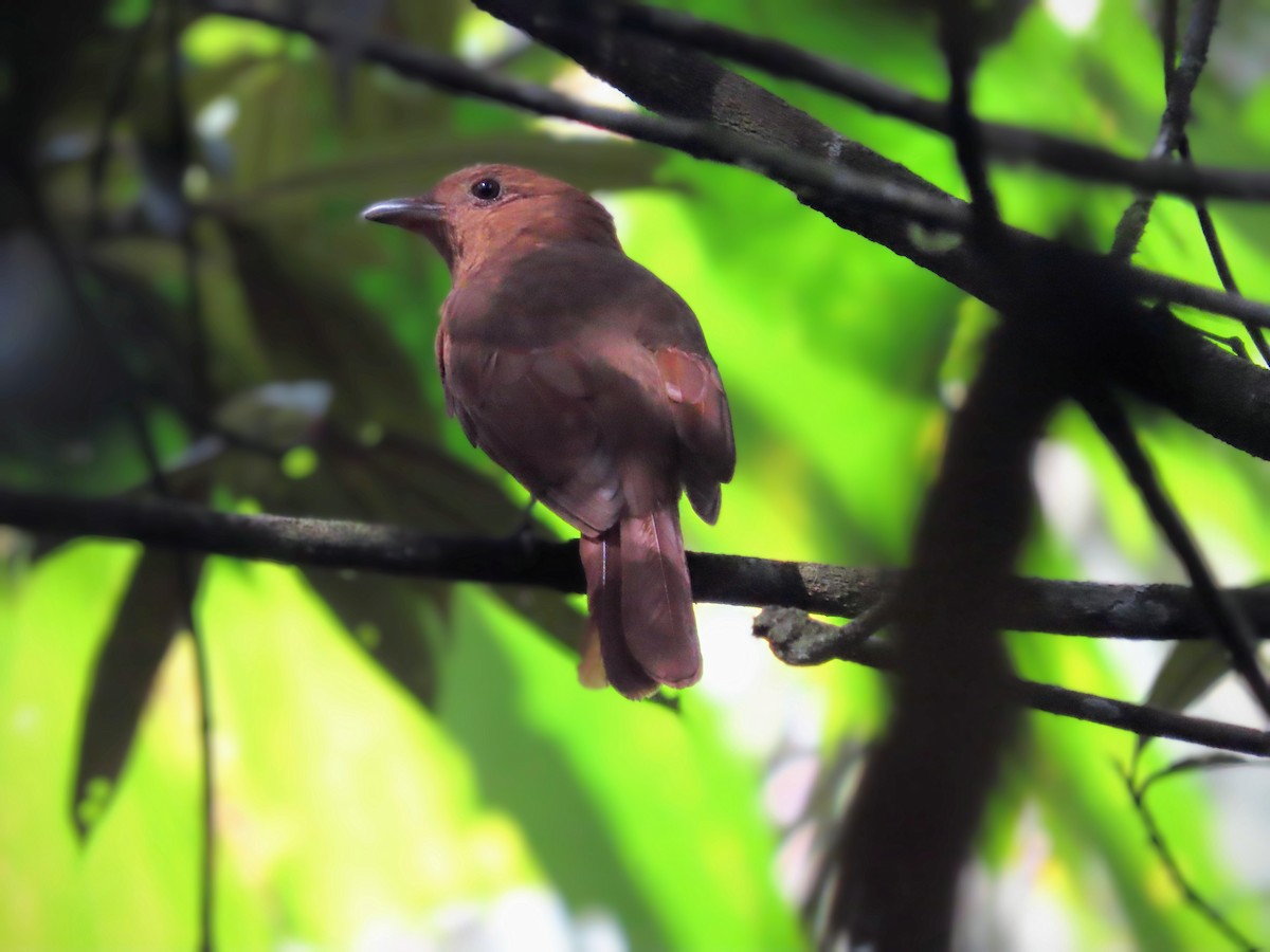 Rufous Piha - ML648884394