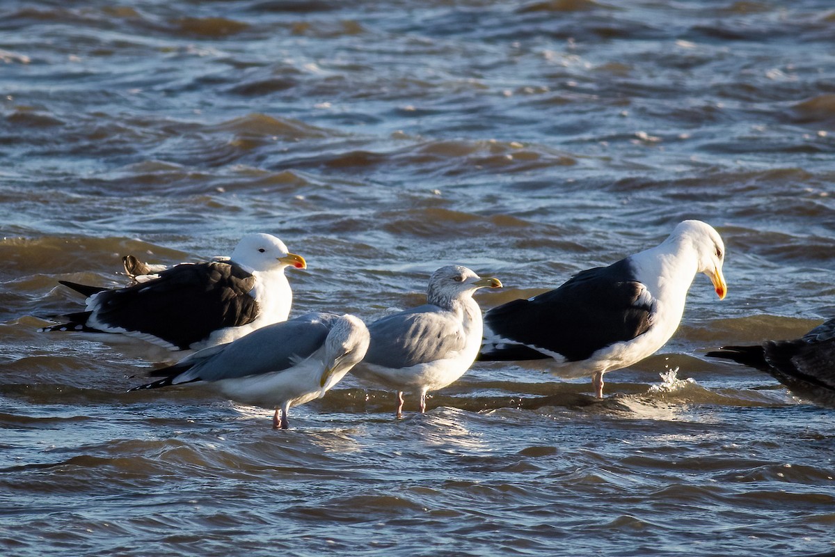 Mugnaiaccio - ML648884409