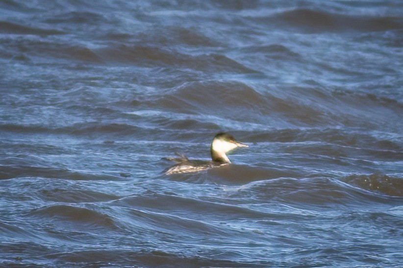 Svasso cornuto - ML648884428