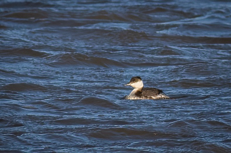 Svasso cornuto - ML648884429