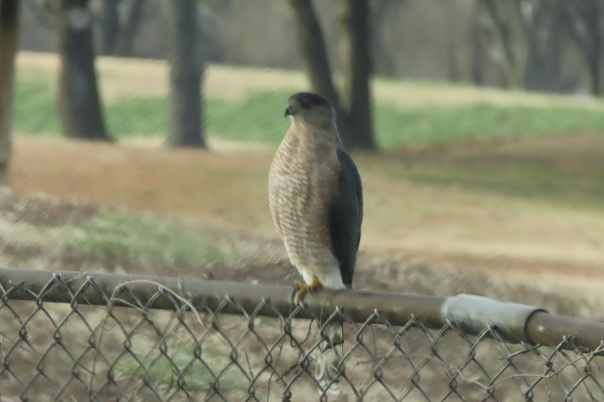 Куперов ястреб - ML648884449