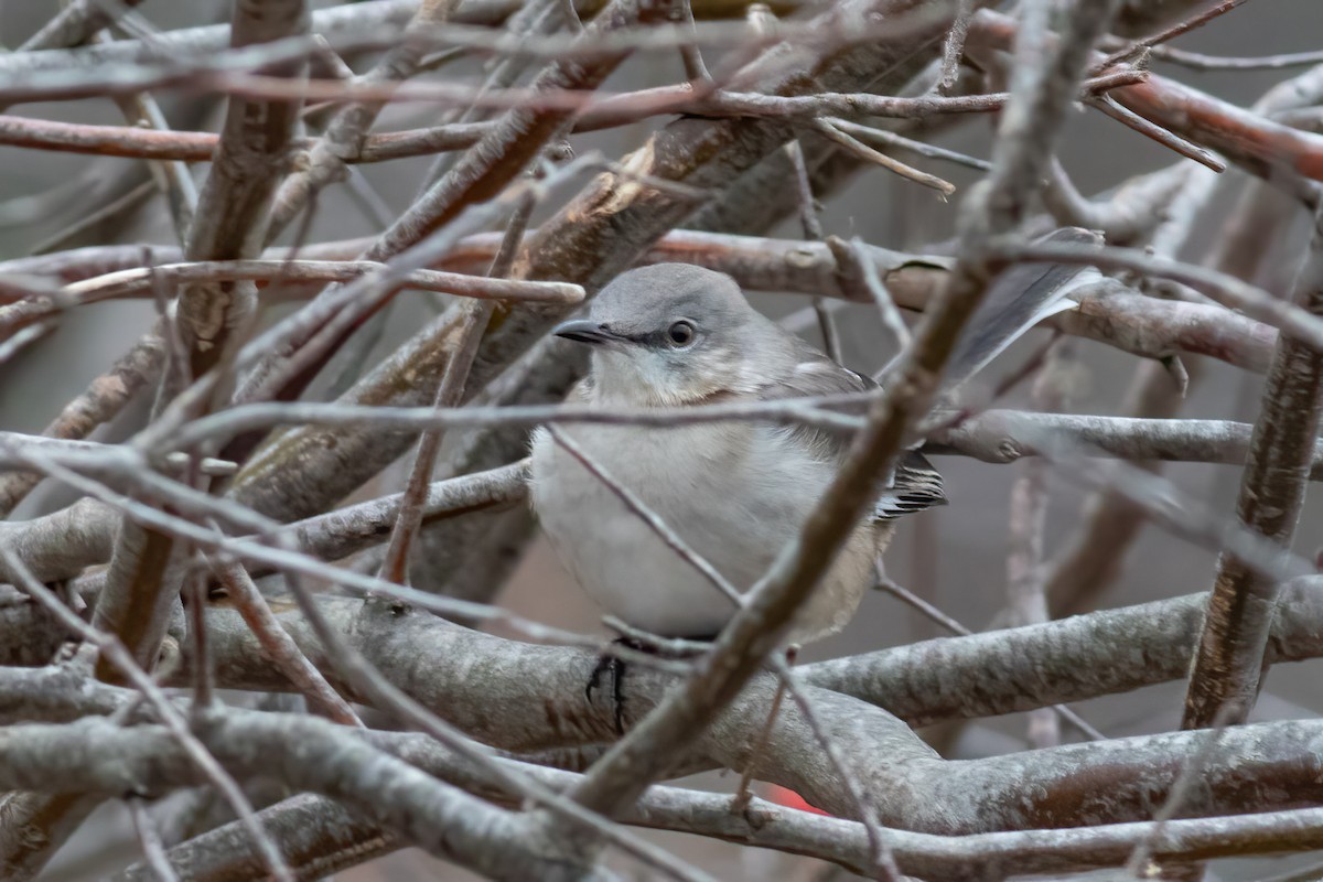 Northern Mockingbird - ML648884450