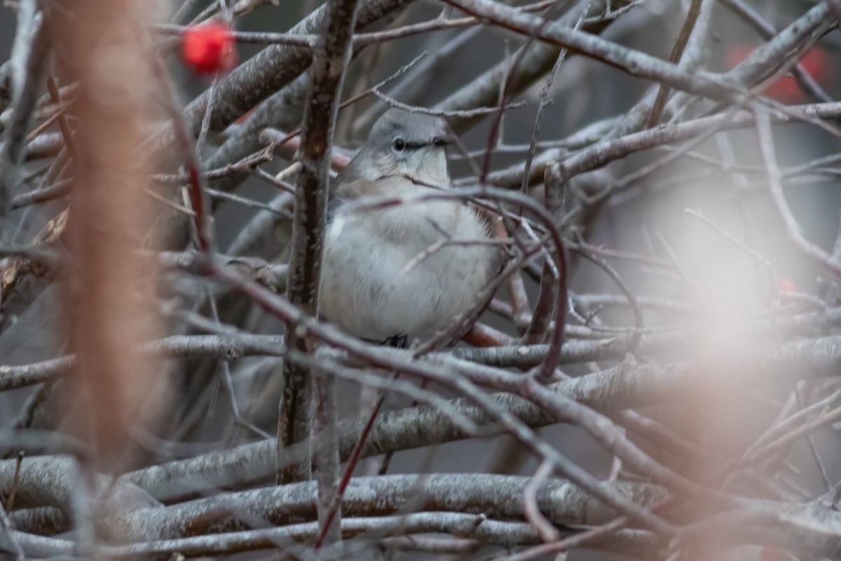 Northern Mockingbird - ML648884451