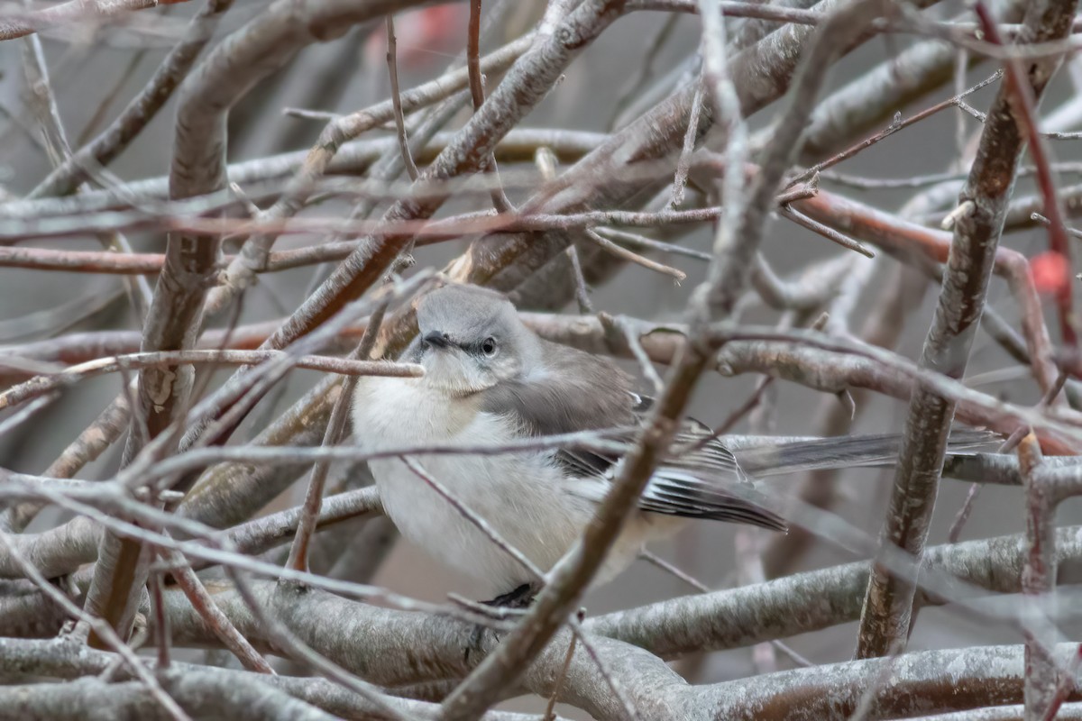 Northern Mockingbird - ML648884452