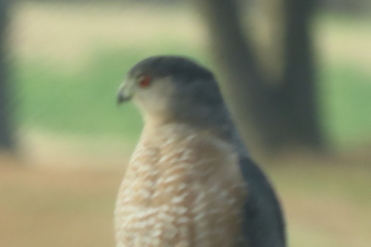 Куперов ястреб - ML648884455