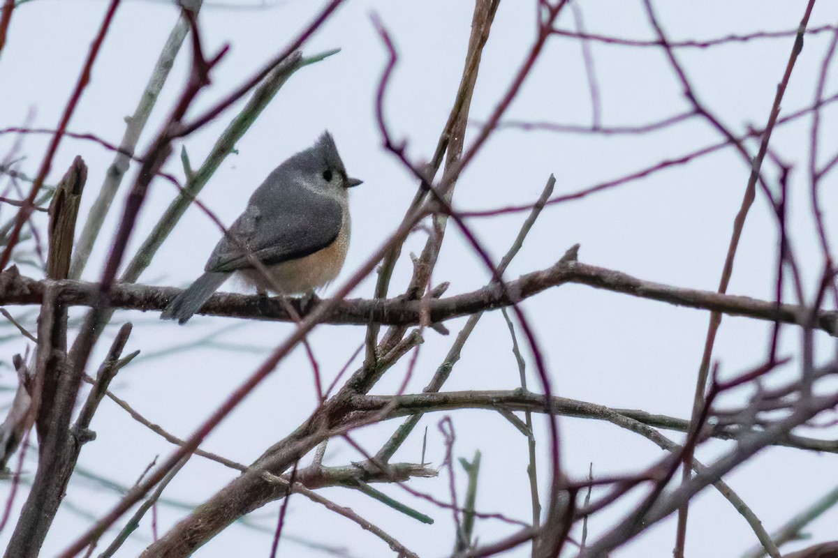 Tufted Titmouse - ML648884462