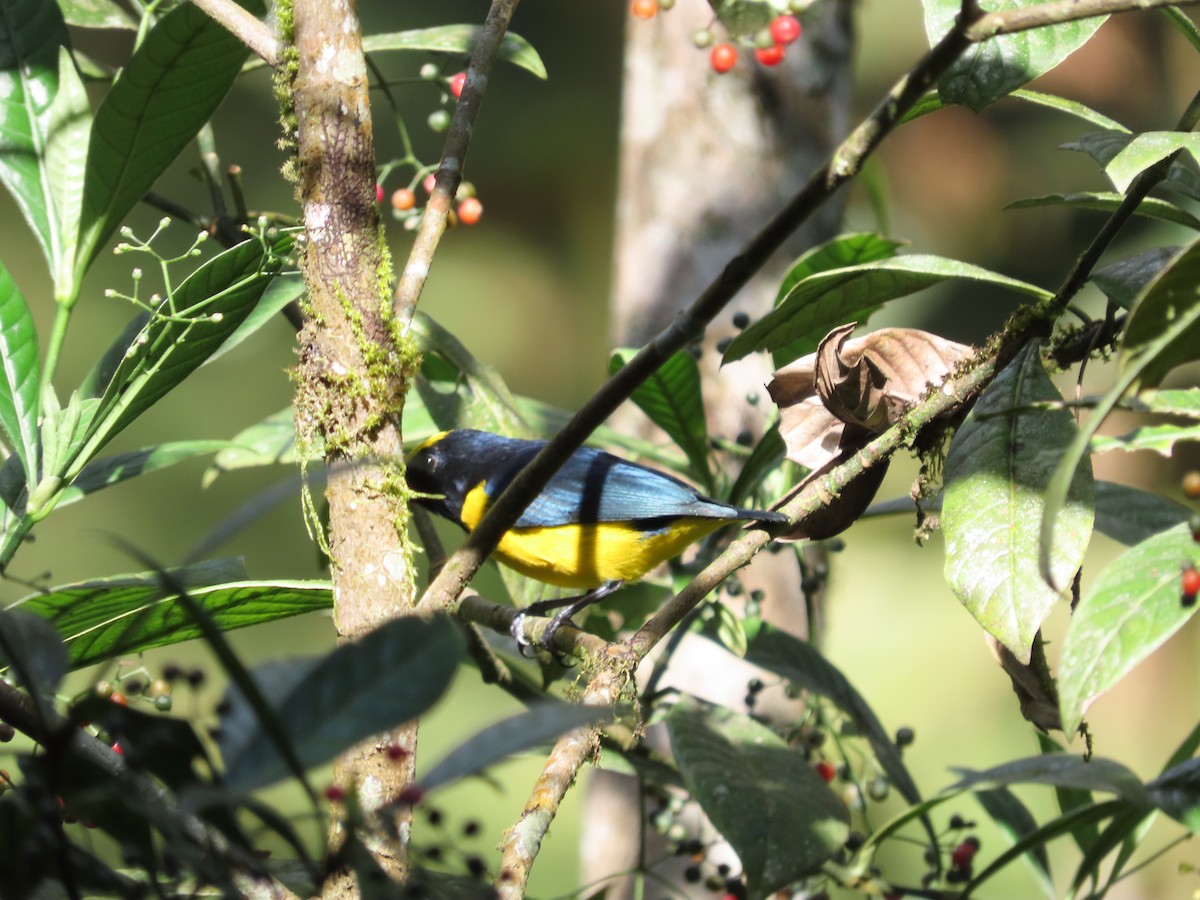 Spot-crowned Euphonia - ML648884470