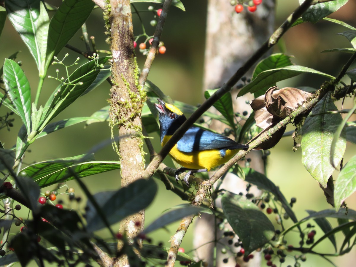 Spot-crowned Euphonia - ML648884486