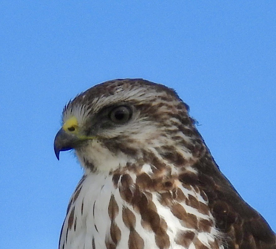 Busardo Aliancho - ML648884506