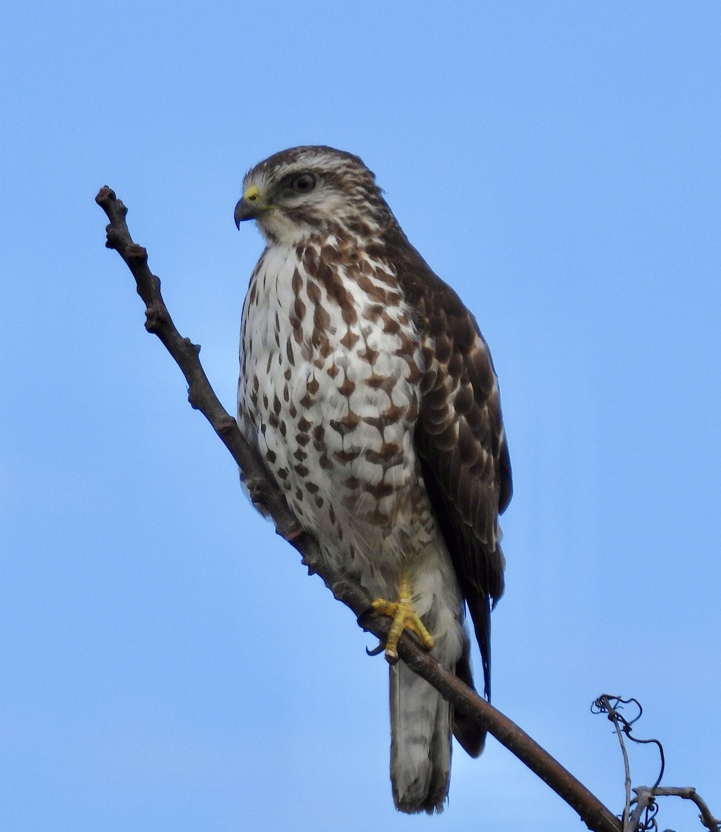 Busardo Aliancho - ML648884508