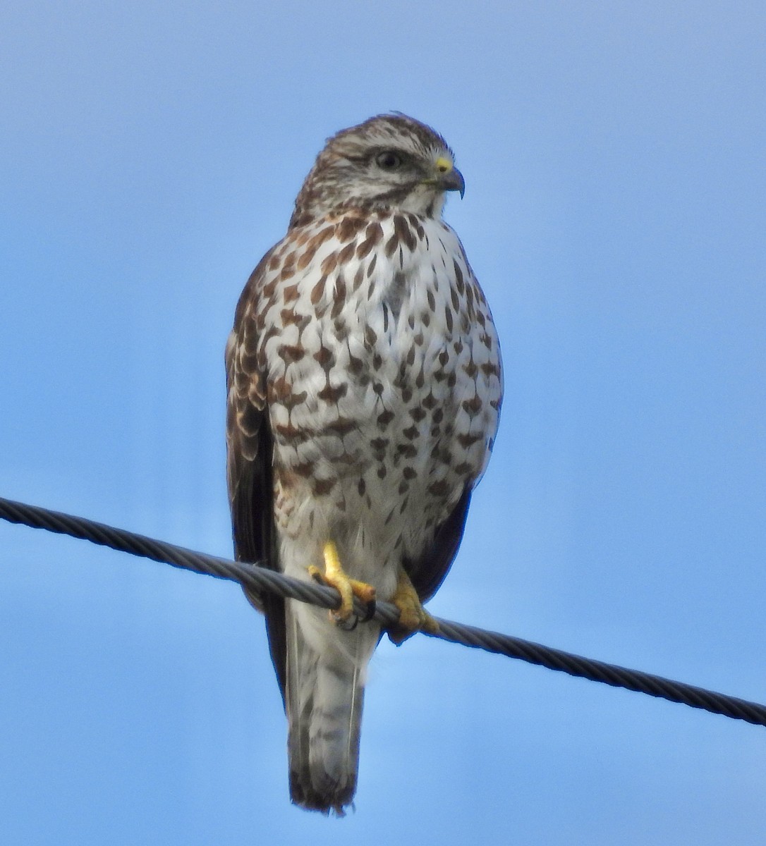 Busardo Aliancho - ML648884509