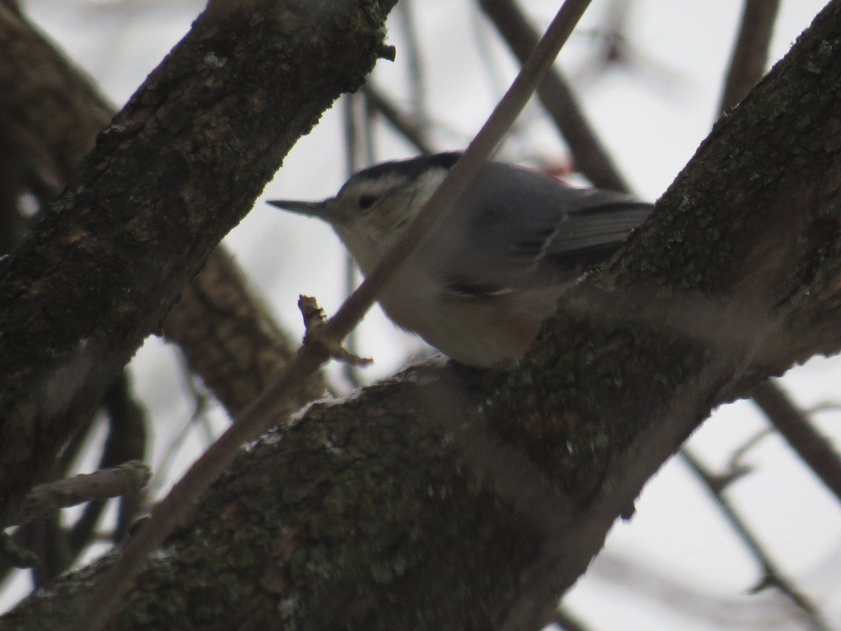White-breasted Nuthatch - ML648884553