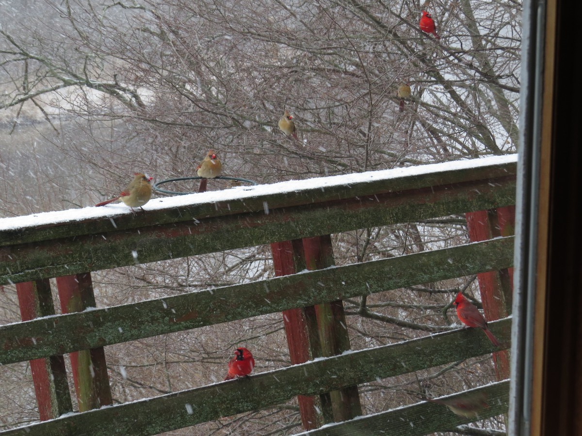 Northern Cardinal - ML648884589