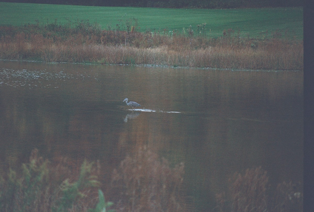 Great Blue Heron - ML648884608