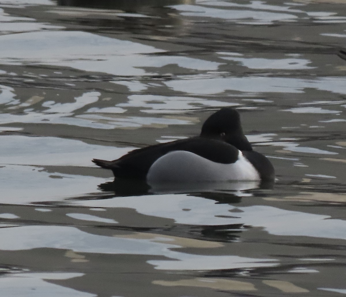 Кольчатая чернеть - ML648884621