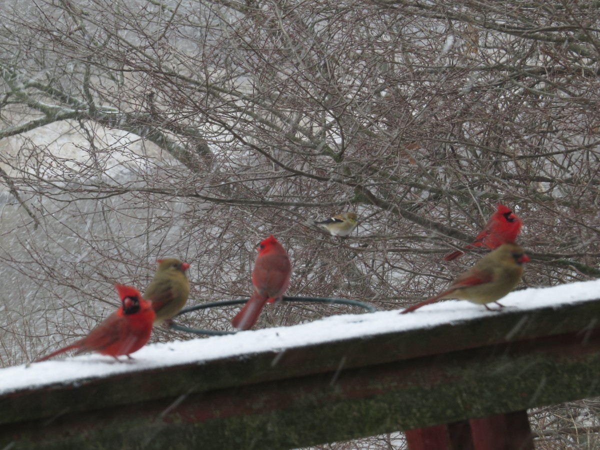 Northern Cardinal - ML648884622