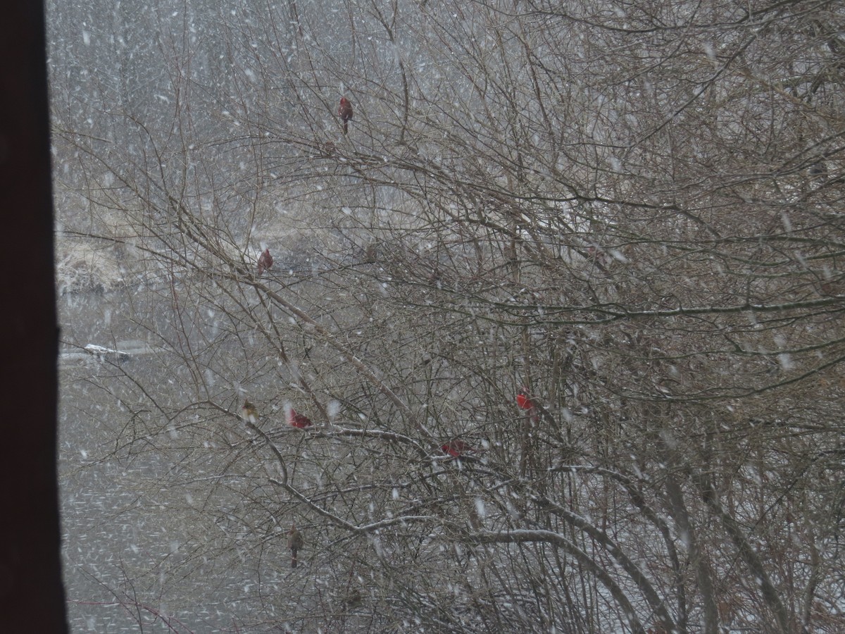 Northern Cardinal - ML648884655