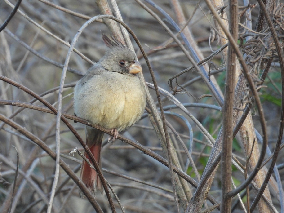 Pyrrhuloxia - ML648884803