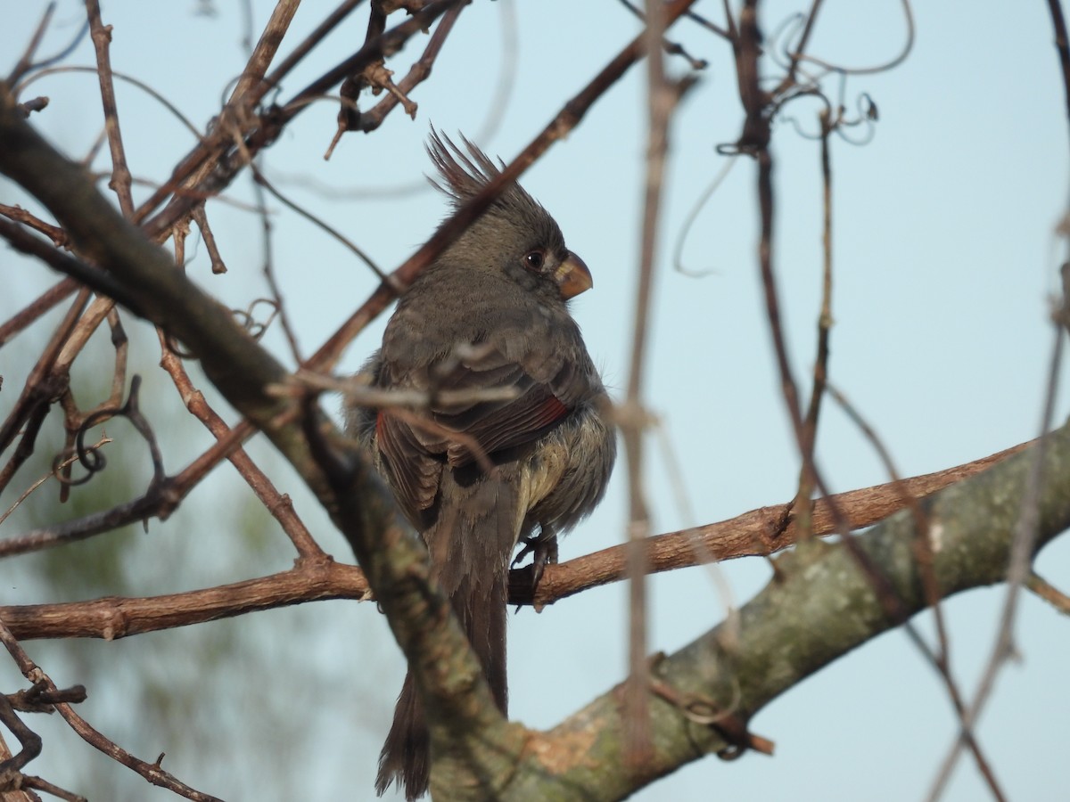 Pyrrhuloxia - ML648884804