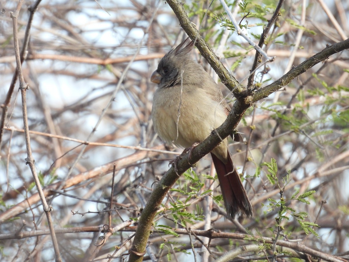 Pyrrhuloxia - ML648884805
