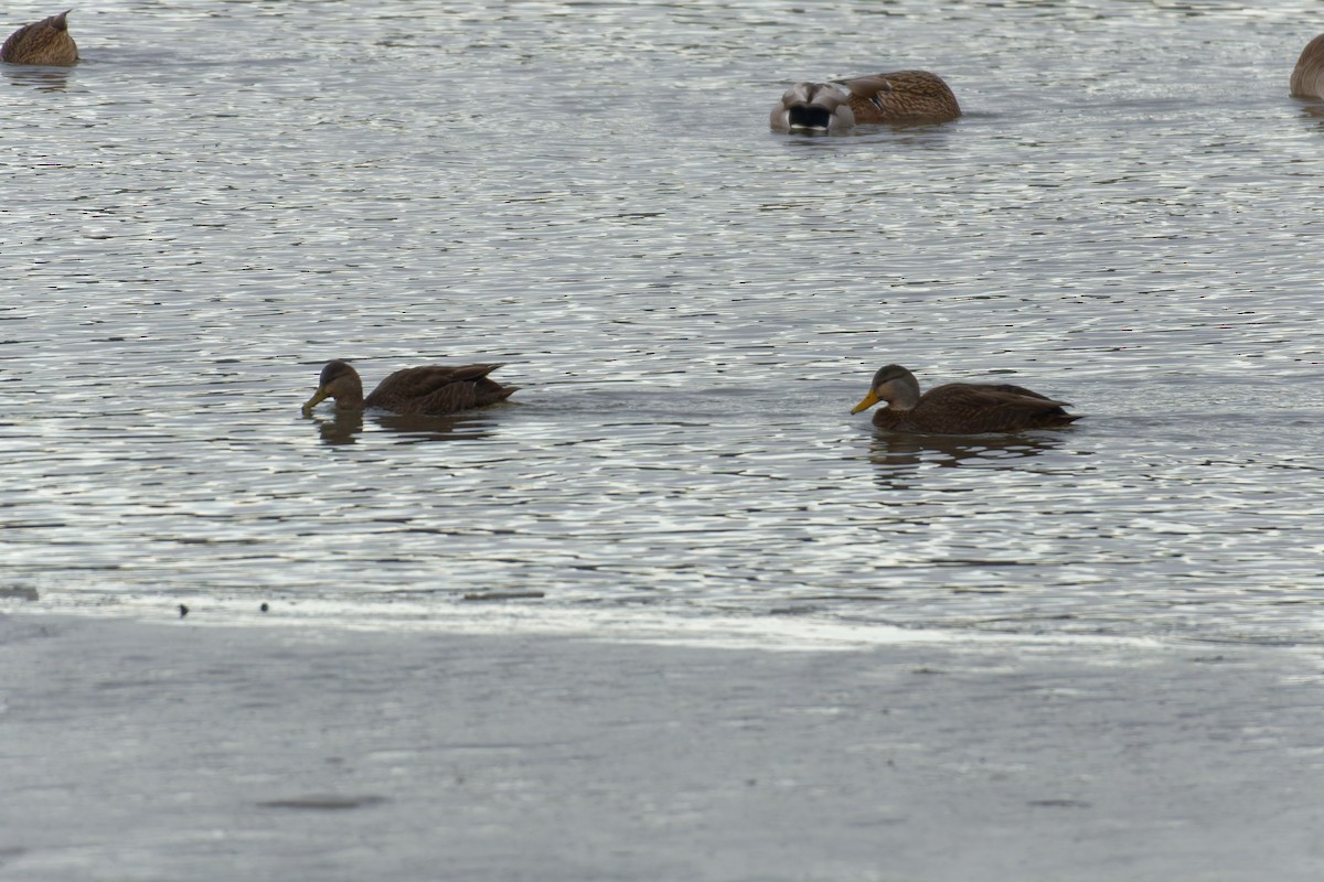 Американская кряква - ML648884867