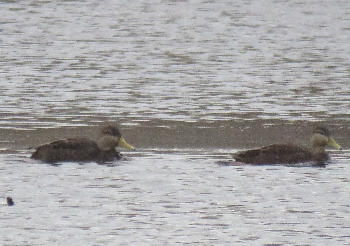 Американская кряква - ML648884906