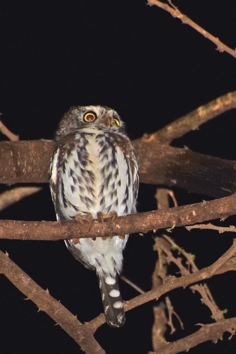 Жемчужный сычик - ML648885367