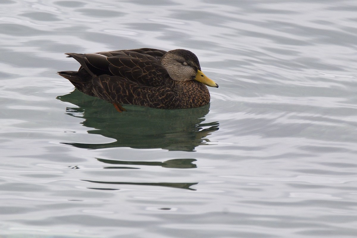 Американская кряква - ML648885955