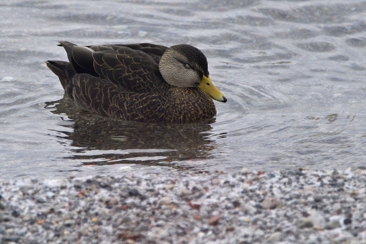 Американская кряква - ML648885956