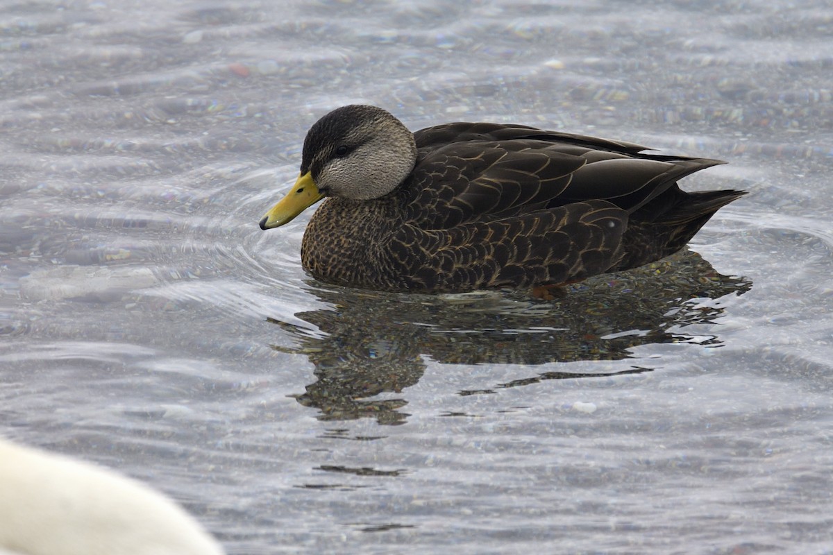 Американская кряква - ML648885957