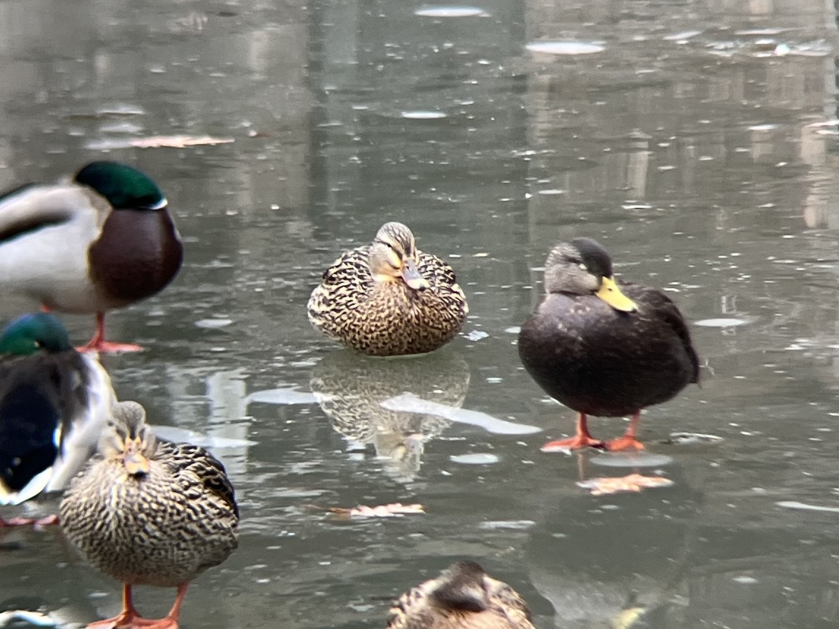 Американская кряква - ML648886800