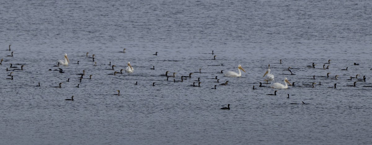 American White Pelican - ML648886897