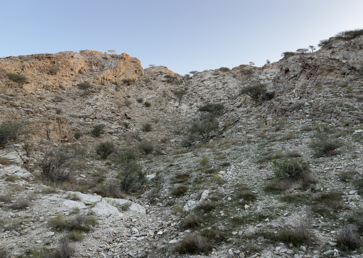 Masafi Wadi--general area - Fujairah, United Arab Emirates - Birding ...