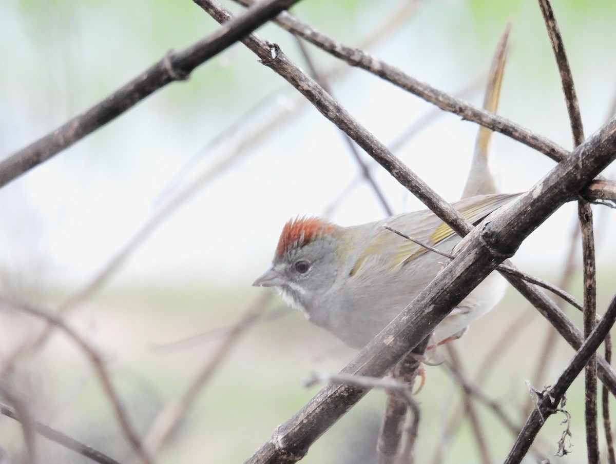 Green-tailed Towhee - ML648886987
