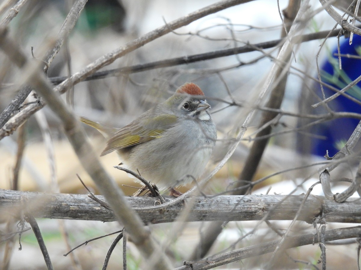 Green-tailed Towhee - ML648886991