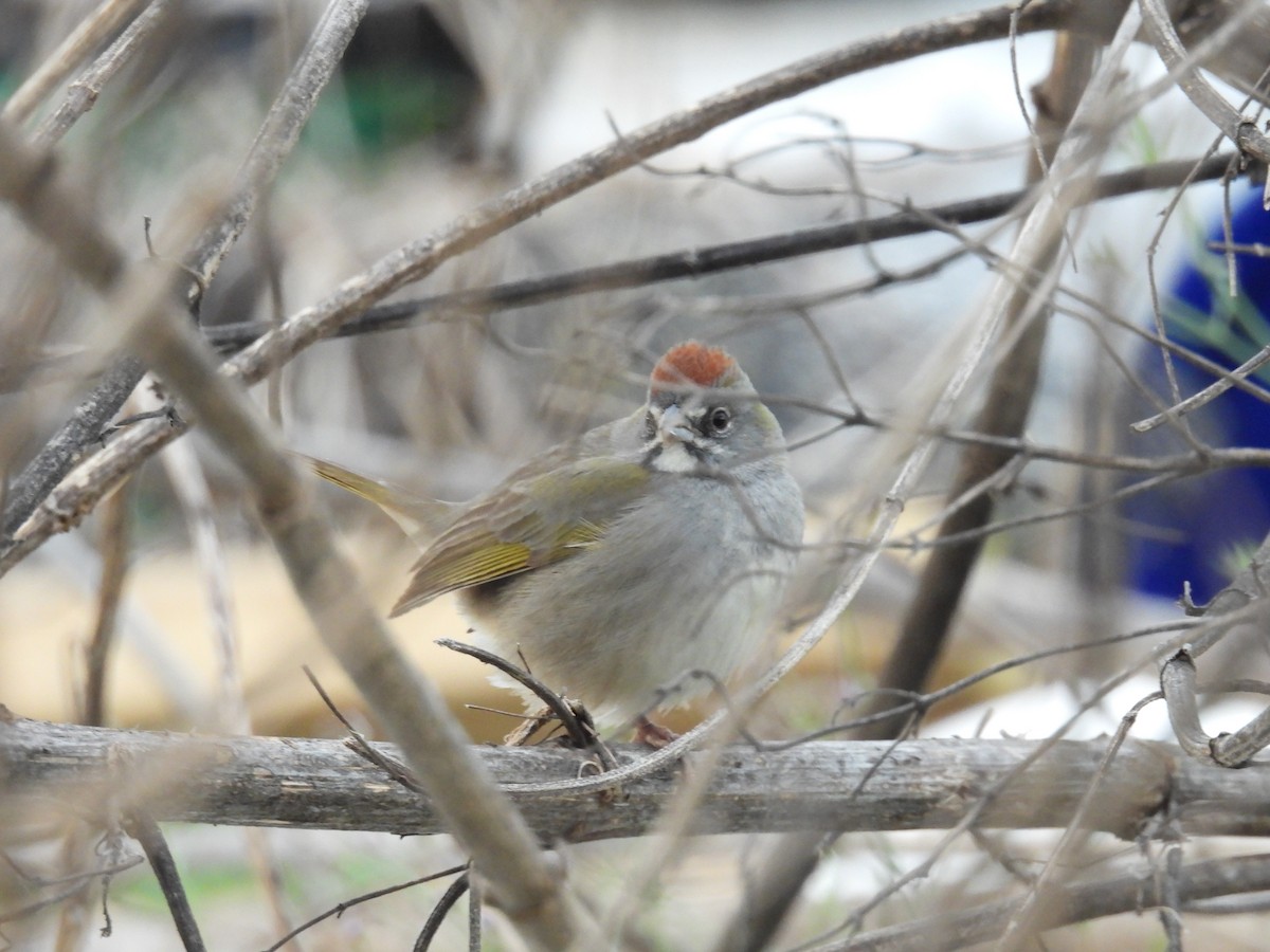 Green-tailed Towhee - ML648887016