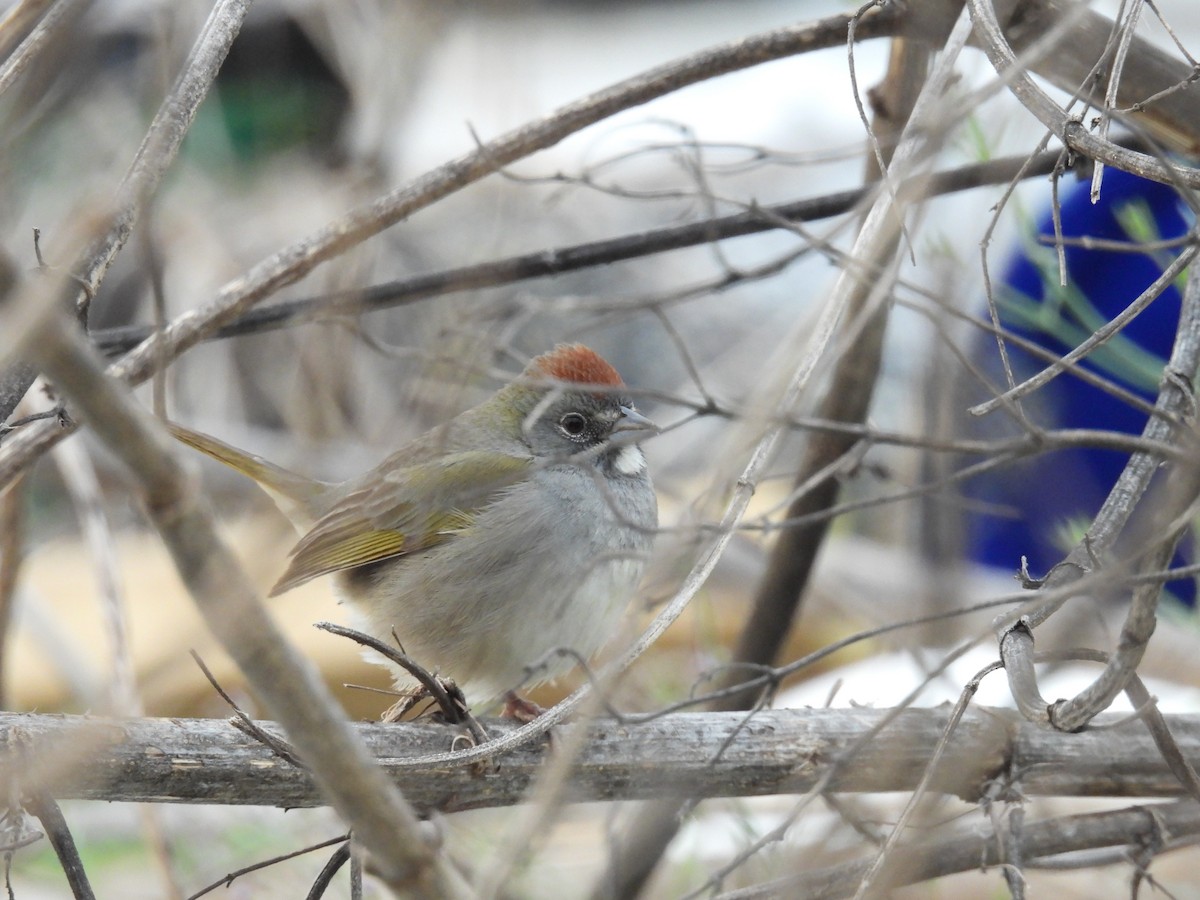 Green-tailed Towhee - ML648887017