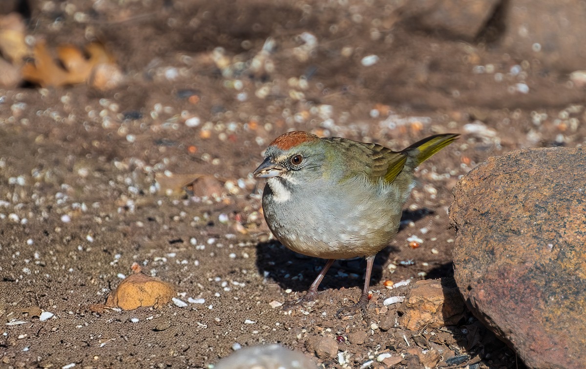 Зелёнохвостый тохи - ML648887081