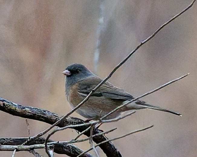 Dark-eyed Junco (Pink-sided) - ML648887329