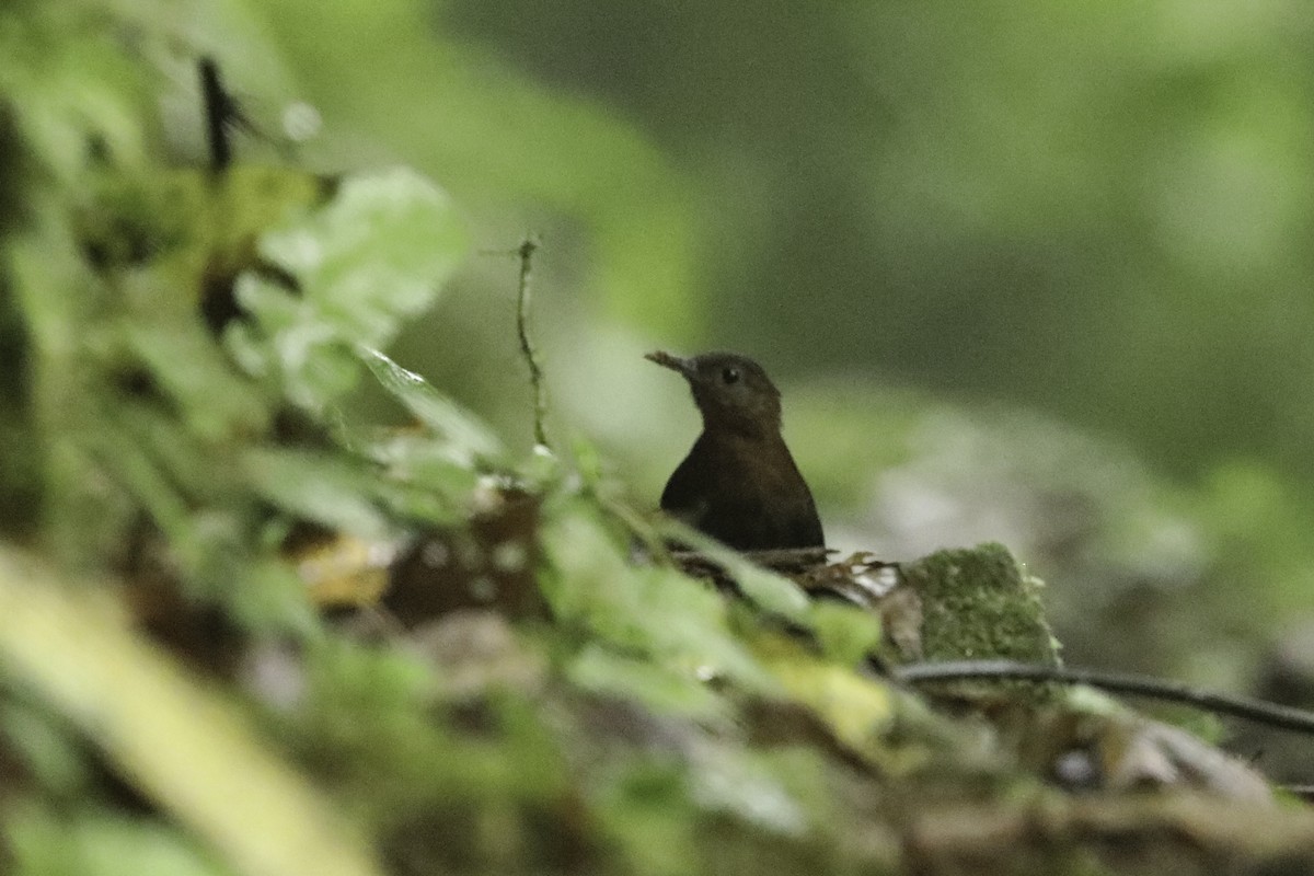 Sclérure à gorge rousse - ML648887552